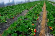 大棚草莓怎么防止生长（草莓大棚种植要注意哪些问题）