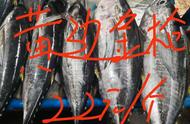 10大名贵海鱼价格表（中国最昂贵十大名鱼）