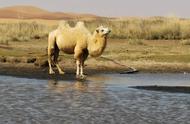 骆驼的胃里有多少水（骆驼有哪三个胃）