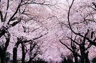 日本樱花开放时间最长（日本樱花开放时间顺序图）