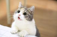 猫咪为什么肚子会发出咕咕的响声（猫咪肚子一直咕咕叫是怎么回事）