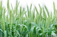 小麦营养成分表100克（小麦营养成分含量表）