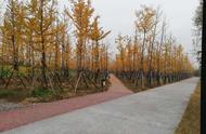 西安汉阳陵银杏林最好观赏地点（西安十月银杏树最佳去处）