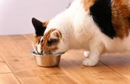 猫咪一天吃十几次正常吗（猫咪一天24小时吃几次饭）