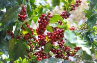 咖啡最佳种植气候及条件（咖啡种植条件最好的地区）