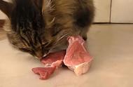 猫吃生肉的好处（生肉怎么处理才能给猫吃）
