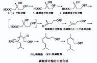 果子为什么散发出香气（果子是什么香味）