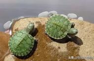巴西龟能活多少年（巴西龟几岁下蛋）