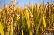 辽宁2022主推玉米新品种（东单1331玉米种最高产量）