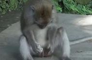 猴的生殖方法是什么（猴的正确姿势）