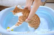 二个月橘猫吃什么（一周大的橘猫吃什么）