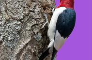 啄木鸟主要是吃什么虫（啄木鸟有哪几种分别吃什么东西）