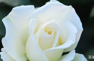 白玫瑰和红玫瑰的含义（白玫瑰和红玫瑰哪个是真爱）
