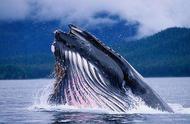 200吨重蓝鲸（60米长巨型蓝鲸）