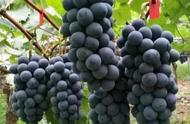 六月份成熟的葡萄品种（超大粒最新葡萄品种）
