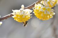 结香花花语（结香花什么人不能用）