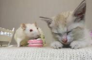 寓言猫和鼠告诉我们什么道理（寓言猫和鸡告诉我们什么道理）