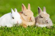 家里养兔子对人体有害吗（兔子在屋里养对人体有害吗）