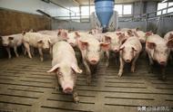 2022猪肉为什么这么便宜（2022猪肉价格为什么下降这么厉害）
