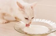 成年猫可以喝羊奶粉吗（成年猫需不需要喝羊奶粉）