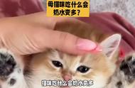 猫吃什么补奶效果最好（猫吃什么下奶最快最多最有效）