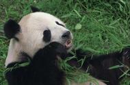 熊猫为什么喜欢吃几月的竹子（熊猫一年四季吃竹子吗）