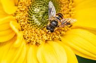 蜜蜂的特点和品质100字以上（描写蜜蜂特征的句子100字）