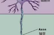 神经系统的三大基本功能（神经系统的基本结构和功能示意图）