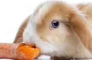 兔子吃肉是怎么回事（兔子临死前的8个征兆）