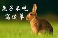兔子从来不吃窝边草的意思（兔子不吃窝边草的下半句是啥意思）