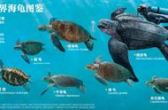 海龟有几种名称（大海龟的特点）