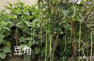 二茬豆角什么时候种（豆角二茬如何促花结果）