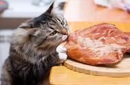 猫能喂生肉吗（猫吃了生猪肉会怎样）