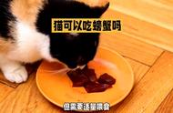 猫可以吃蒸熟的螃蟹吗（猫可以吃生姜蒸的螃蟹么）