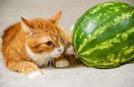 猫咪适合吃哪些水果（猫咪吃什么水果最好）