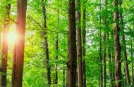 保护森林资源有哪些措施（国家对森林资源保护措施）