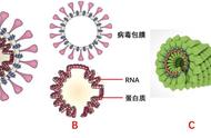 新型冠状病毒包括哪些病毒（新型冠状病毒叫啥病毒）