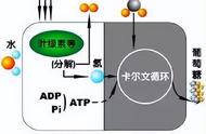 光合作用反应式示意图（光合作用的基本过程示意图）