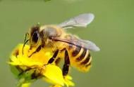 蜜蜂诗词（蜜蜂诗精选10首）