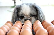 两个月的幼犬可以每天吃蛋黄吗（两个月的幼犬一天吃几个蛋黄）