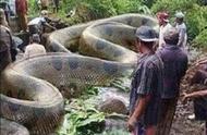 世界第一巨蟒多少米长（中国第一巨蛇真实视频）