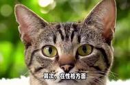 狸花猫和三花猫比较（狸花猫和三花猫的优缺点）