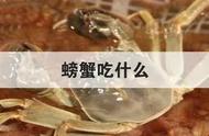 河蟹吃什么食物（河蟹当宠物养怎么养）