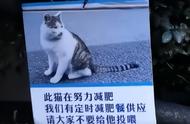 秀才家的猫是什么品种（姑妈家十几万的猫什么品种）