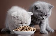 2个月幼猫喂几粒猫粮（三个月幼猫总是乱咬怎么办）