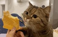 小猫可以每天吃蛋黄吗（十几天的小猫可以吃蛋黄吗）