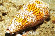 世界上最可怕的蜗牛（世界最可怕的10只蜗牛视频）