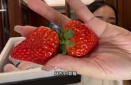 丹东一年四季都有草莓吗（丹东当地草莓一年四季都有吗）