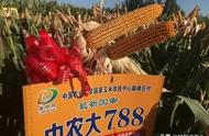 中农大787玉米品种（中农大787玉米种特点）