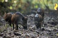 野猪为什么是国家二级保护动物（野猪2022年取消保护吗）
